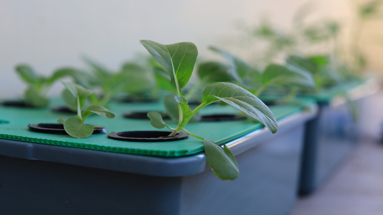 Plants in a hydroponic self-watering container