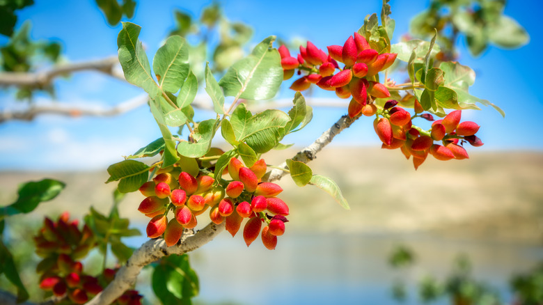 Branch of a pistachio tree with pistachio nuts