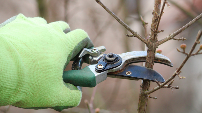 A person wearing green gloves trimming a branch on a tree