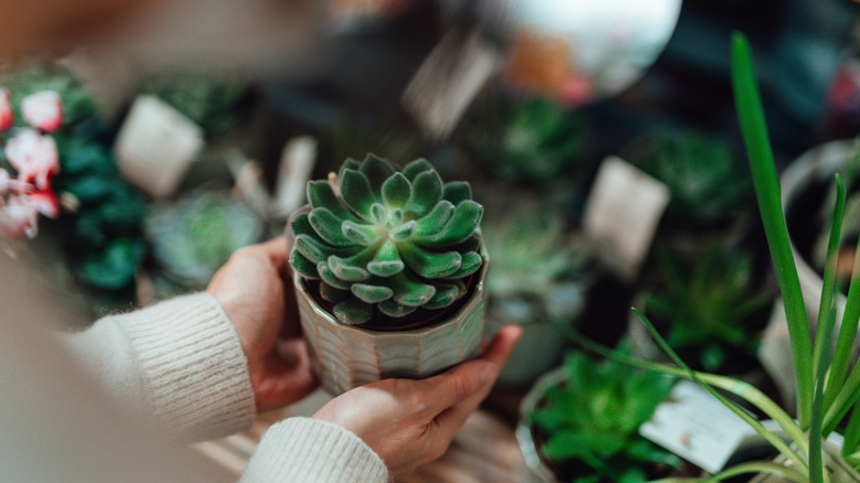 Close-up shot of young woman holding a succulent plant in a small pot