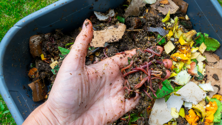 A hand holding worms in a compost bin with cardboard and food bits in it