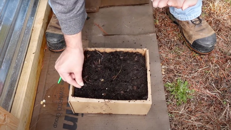 A man stands behind a cardboard box filled with dirt and is reaching down to plant seeds inside