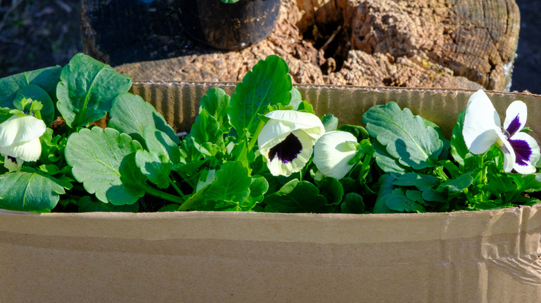 A cardboard box with violets planted inside