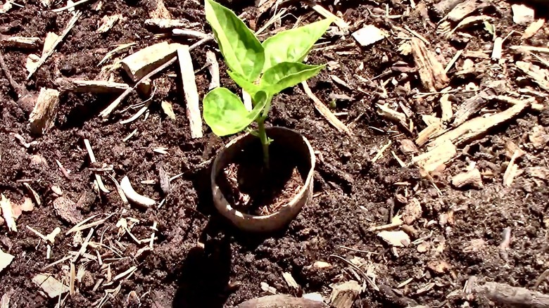 A young plant surrounded by a cardboard tube as a plant collar