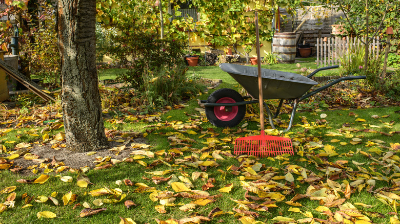 Fallen leaves in a yard alongside a rake and wheelbarrow