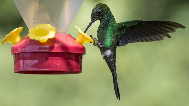 hummingbird drinking from feeder