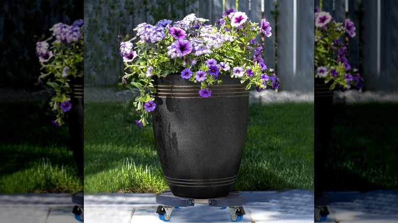 A wheeled plant caddy from Amazon.