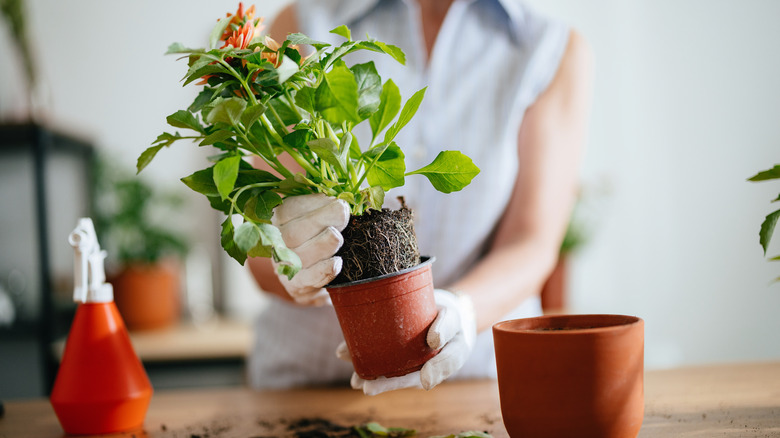 woman taking plant from pot