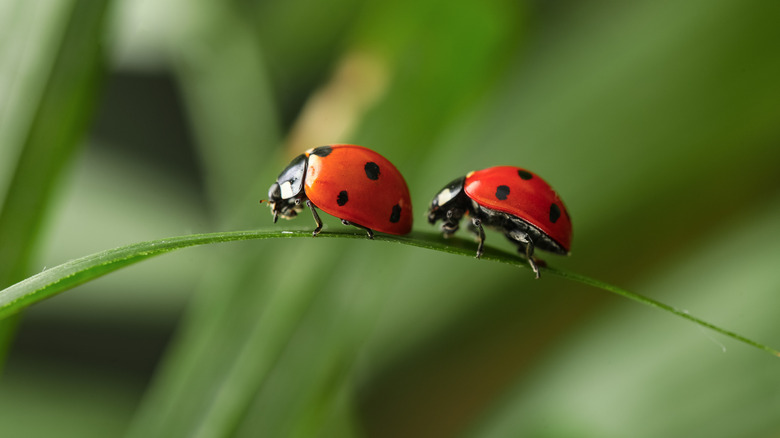 Two red-colored ladybugs are standing on a leaf's edge
