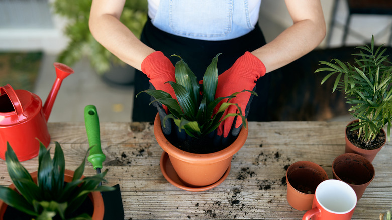 A woman potting up a plant on a wooden bench