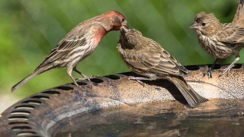 house finches on the edge of a bird bath