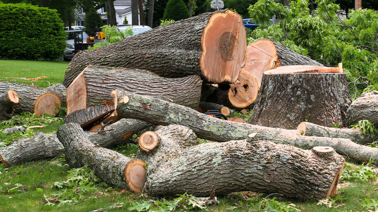 Large tree cut into branch segments piled in residential yard