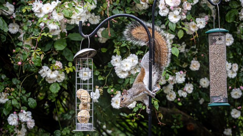 Squirrel climbing a bird feeder pole