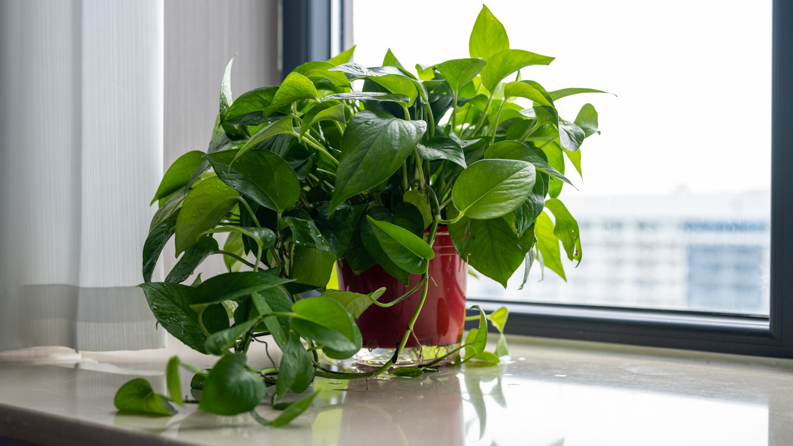 Make Your Climbing Potted Plants Look Fuller With An Essential Gardening Tip