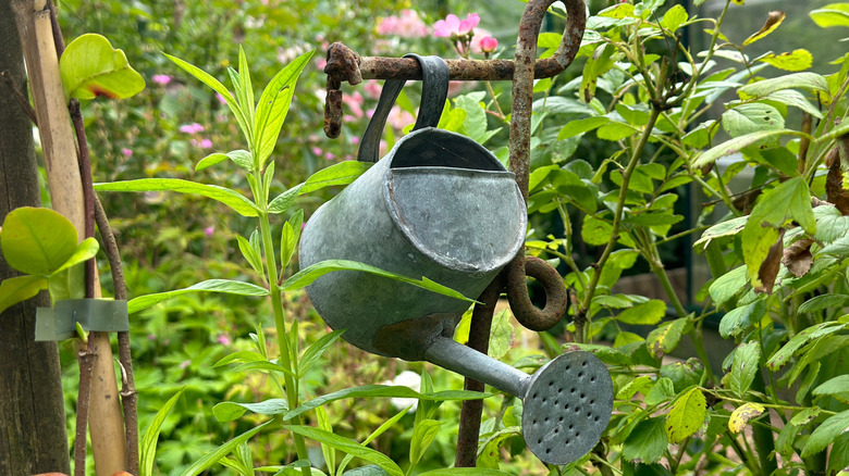 Vintage watering can hanging as a decoration among greenery in a garden