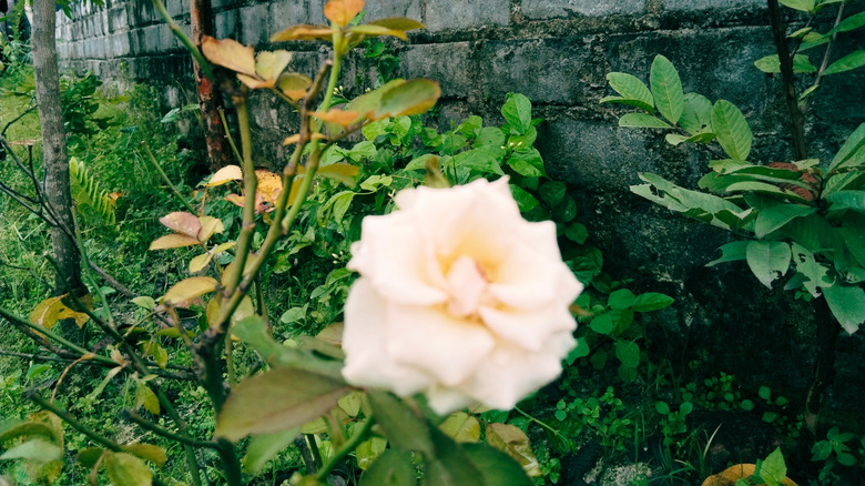 Light-colored roses growing in garden