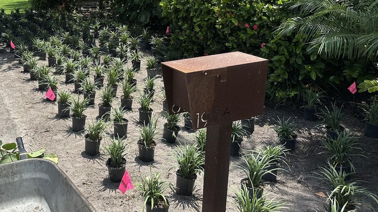 Multiples of the same plant lined up and ready to plant