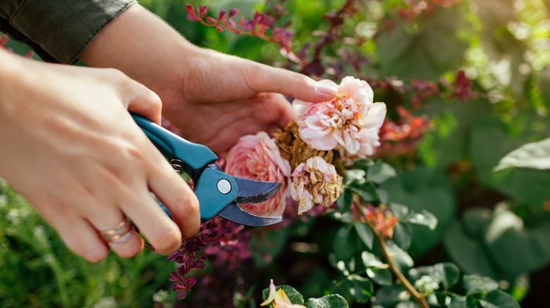pruning roses