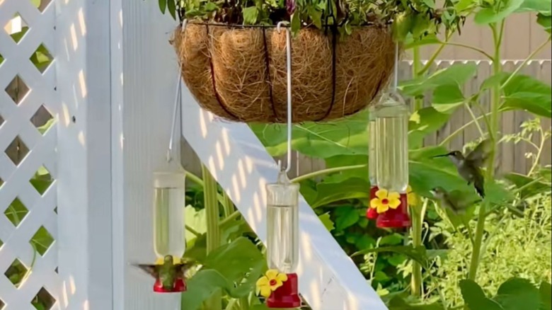Hummingbirds visit a nectar feeders hanging from a flower basket mounted to porch eaves.
