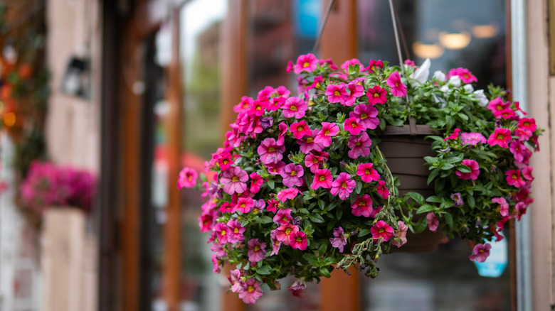 A flower basket in full bloom hangs outside the window of a home.