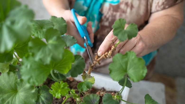 Woman trimming a geranium plant
