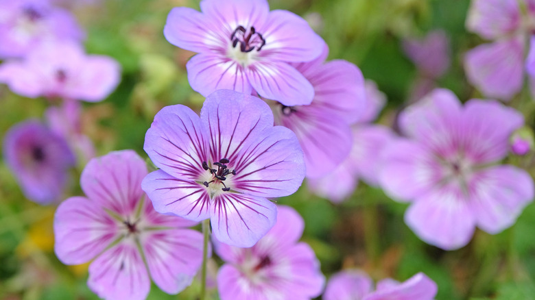 Close up of purple hardy geraniums