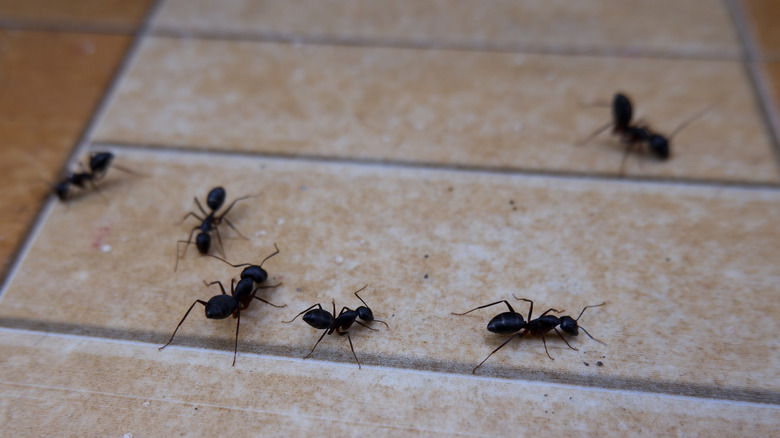 A closeup of ants on the floor