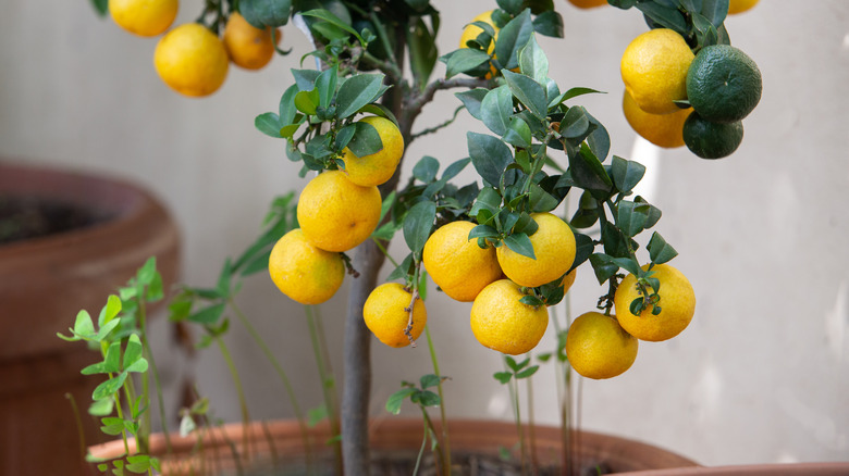 Potted lemon tree