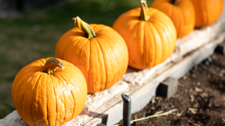A row of pumpkins sitting on a wooden plank in the sun