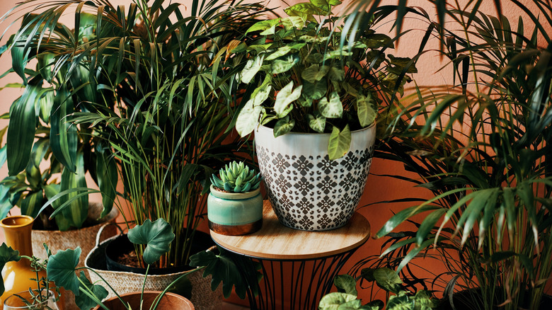 Plants on plant stand
