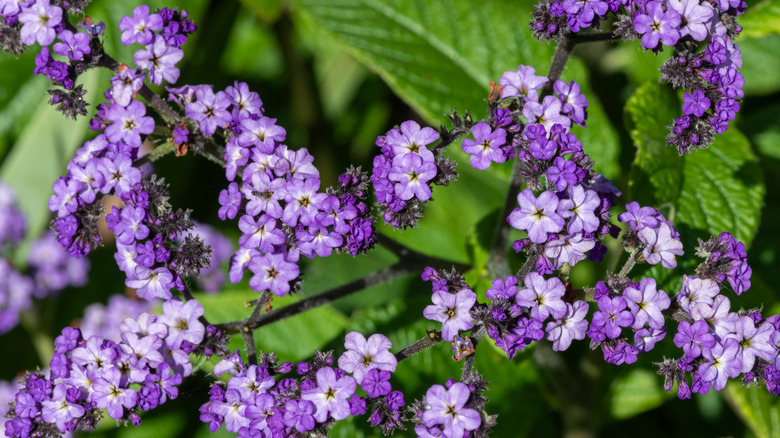 Closeup on Peruvian heliotrope flowers.
