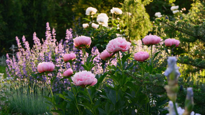 Pink peonies blooming in the garden