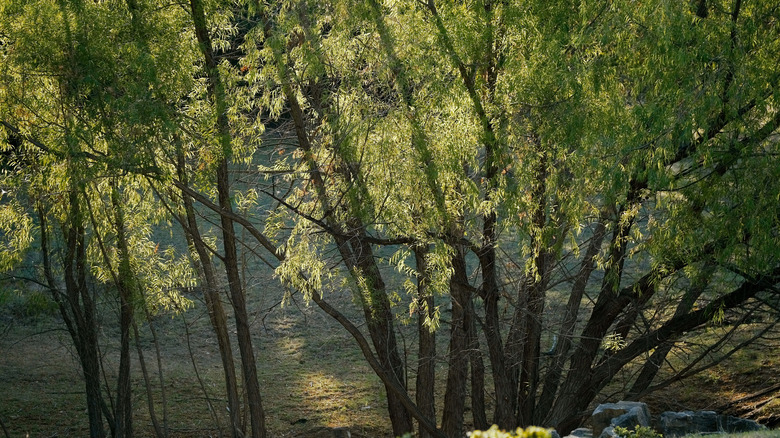 Black willow trees during sunrise