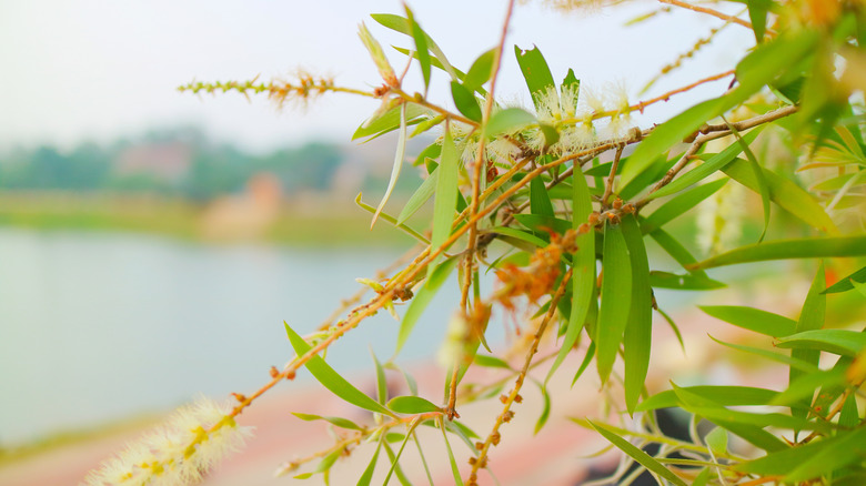 A closeup showing the leaves and flowers on a black willow tree