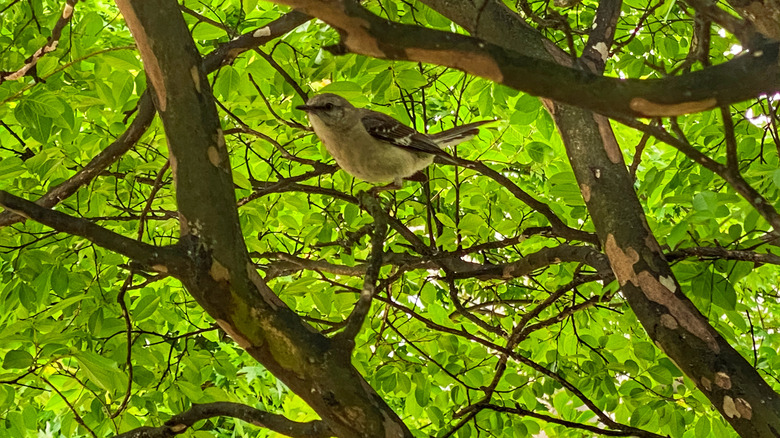 A pretty mocking bird sitting on a tree branch