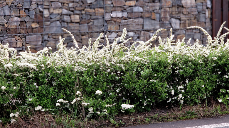 A hedge of meadowsweet blooms.