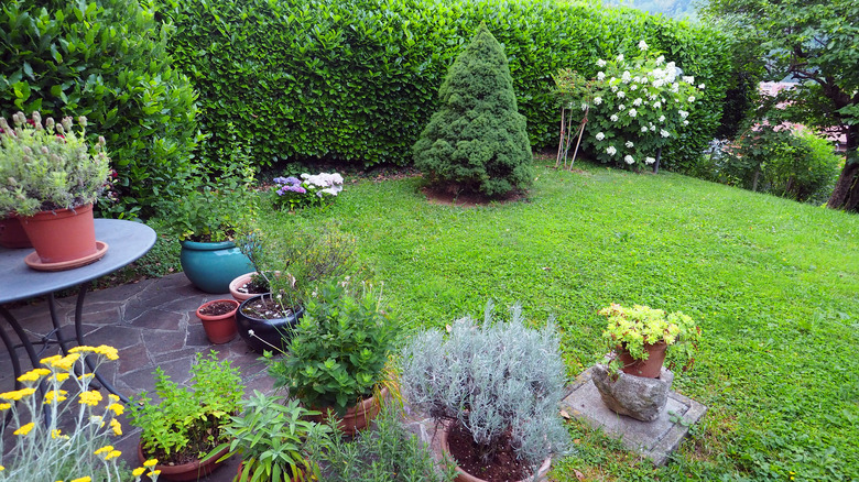 A private garden boasts a variety of flowering plants.