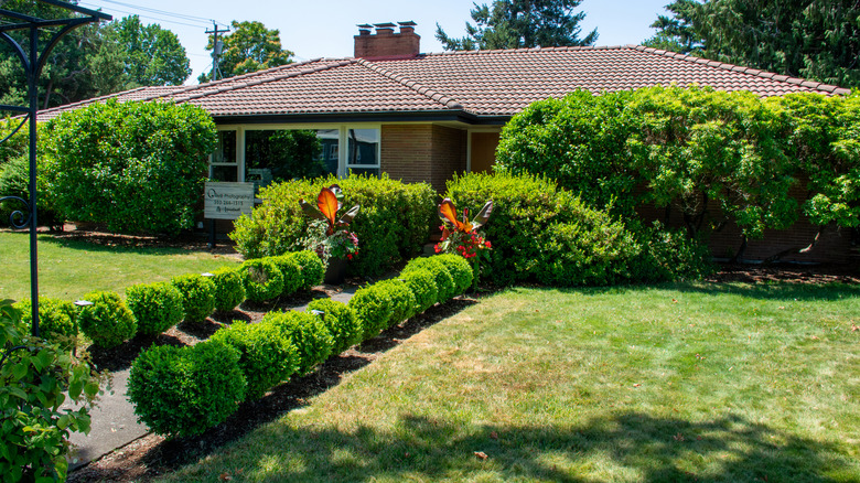 Suburban home with lots of tall hedges in the front