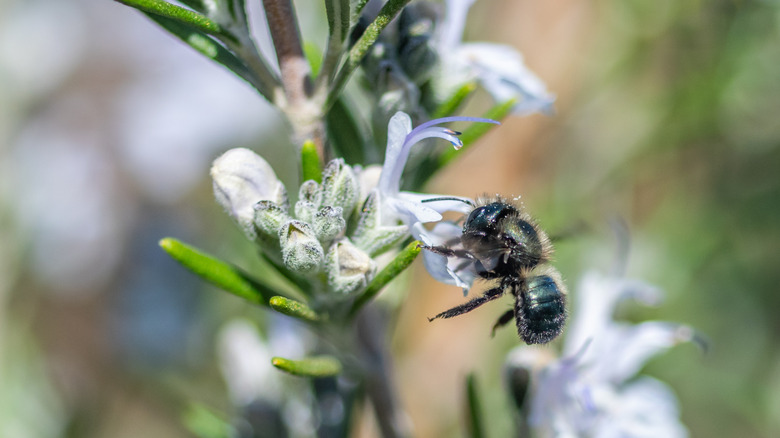 A blue orchard mason bee feeds on a rosemary flower in a garden.