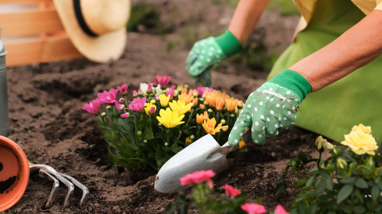 A woman transplanting flowers using a garden trowel