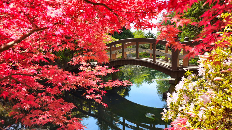 Wooden bridge seen through red leaves of a Japanese maple.