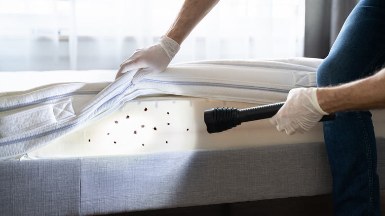 bed bug in mattress