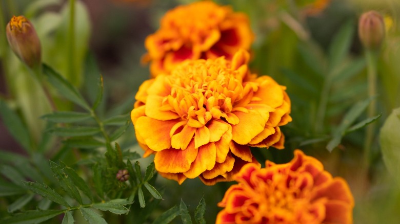 close up of orange marigold