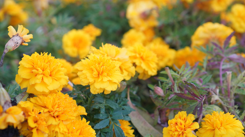 A field of yellow marigolds
