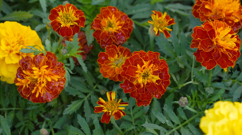 Orange and yellow French marigolds