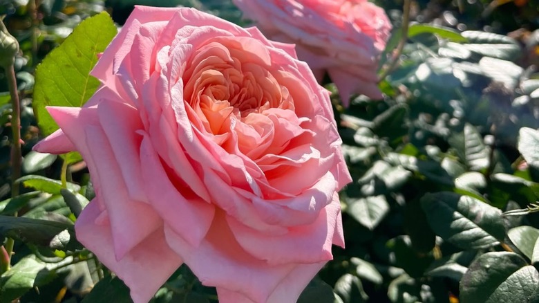 close-up of Martha Stewart rose in the garden