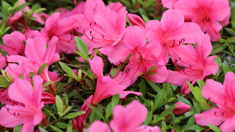 Bring pink Azalea flowers