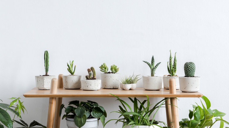 cacti and succulents in matching pots