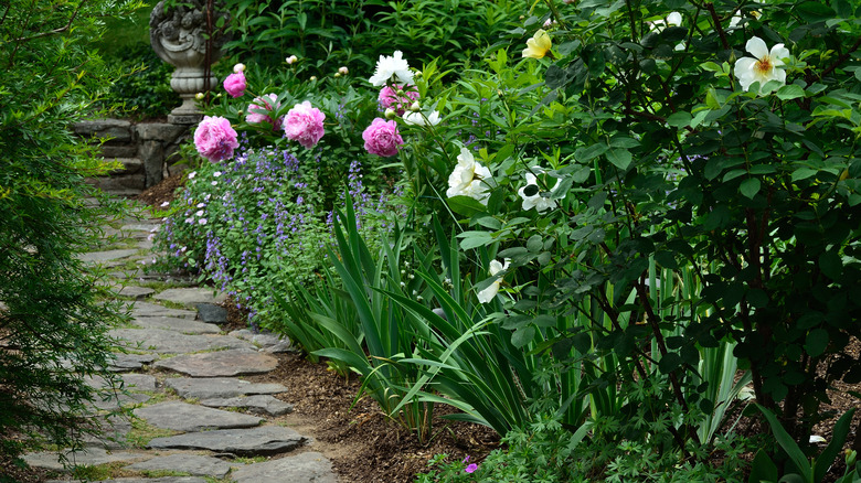 Garden with pink tree peonies