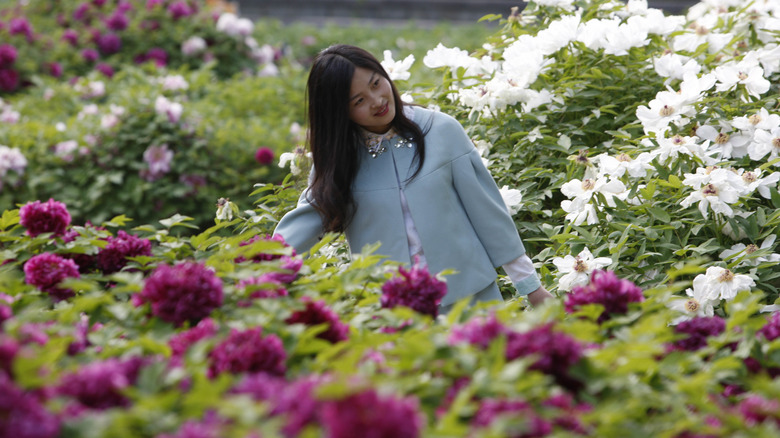 Woman in tree peony garden